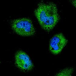 Goat anti-Rabbit IgG (H+L) Highly Cross-Adsorbed Secondary Antibody, Alexa